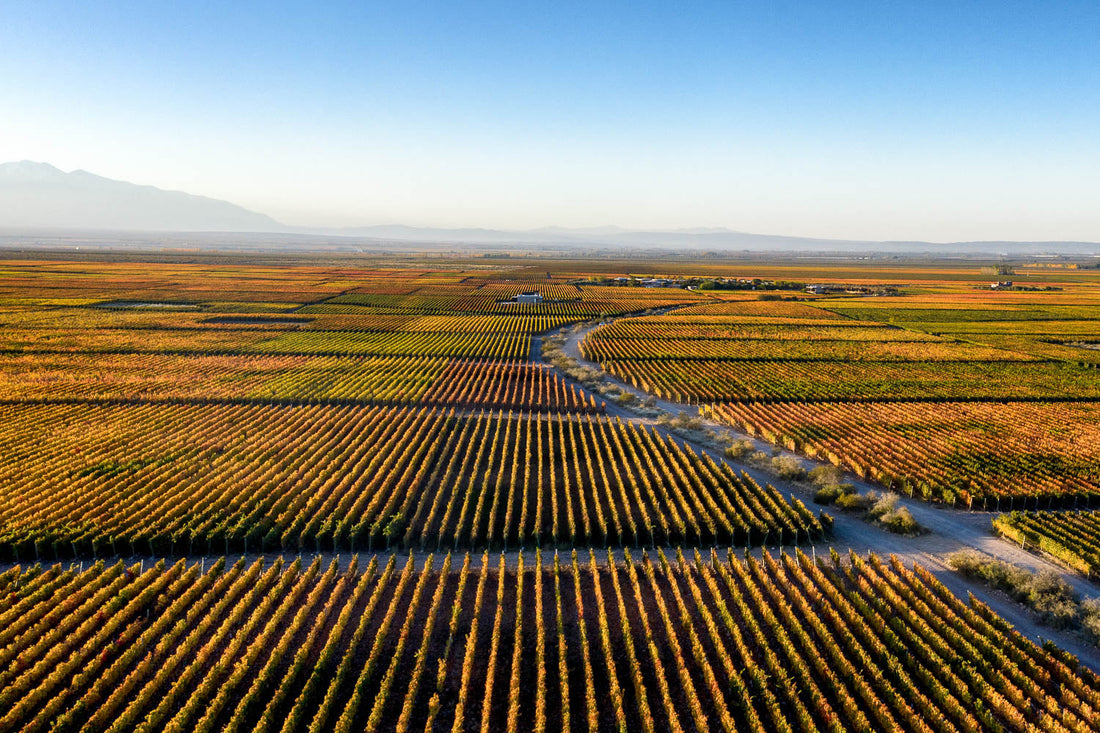 Vin Vineyards