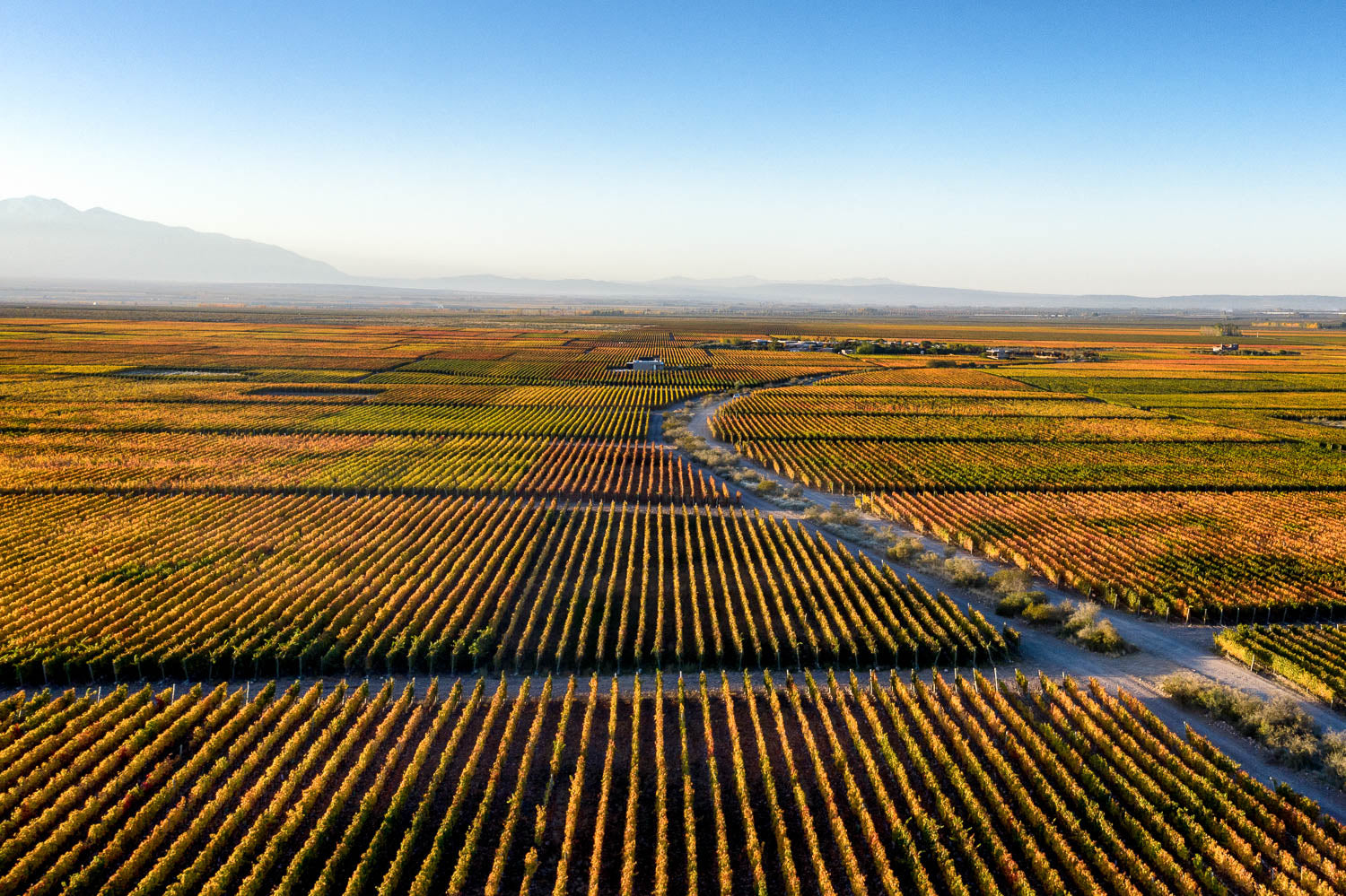 Vin Vineyards